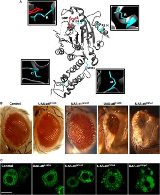 In vivo Analysis of CRISPR/Cas9 Induced Atlastin Pathological Mutations in Drosophila